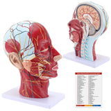 LYOU Human Half Head Superficial Neurovascular Model Anatomical Teaching Model