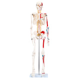 LYOU Human Skeleton Model 33.5" Anatomical Skeleton with Painted And Muscle Insertion and Origin Points