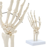 LYOU Hand Joint Model Human Hand Skeleton Anatomical Model Showing Ulna and Radius