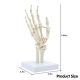 LYOU Hand Joint Model Human Hand Skeleton Anatomical Model Showing Ulna and Radius Size