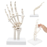 LYOU Hand Joint Model Human Hand Skeleton Anatomical Model Showing Ulna and Radius Display