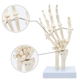 Hand Joint Model Human Hand Skeleton Anatomical Model