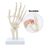 Hand Joint Model Human Hand Skeleton Anatomical Model