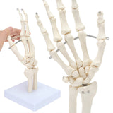 LYOU Hand Skeleton Model with Articulated Joints Shows Ulna and Radius and Portray Natural Movement of Human Hand