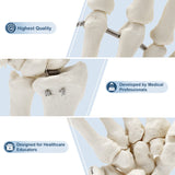 LYOU Hand Skeleton Model with Articulated Joints Shows Ulna and Radius and Portray Natural Movement of Human Hand