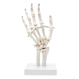 LYOU Hand Skeleton Model with Articulated Joints Shows Ulna and Radius and Portray Natural Movement of Human Hand