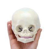 LYOU Human Infant Skull Model Life Size Baby Skull Model Medical Anatomy Skull