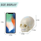 LYOU Human Infant Skull Model Life Size Baby Skull Model Medical Anatomy Skull Model Size