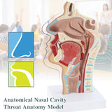 Human Nasal Cavity Throat Anatomical Model Medical Teaching Model