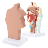 LYOU Human Nasal Cavity Throat Anatomical Model Medical Teaching Model