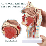 LYOU Human Nasal Cavity Throat Anatomical Model 