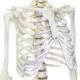 LYOU Anatomy Skeleton Model