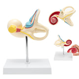 LYOU Inner Ear Model 8X Life Size Inner Ear Labyrinth and Incised Cochlear Cover Model