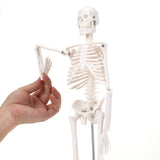 LYOU Human Skeleton Model for Anatomy 17.7" Mini Human Skeleton Model with Movable Arms and Legs