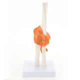 LYOU Life Size Human Flexible Elbow Joint Model Anatomy Model with Realistic and Soft Ligament Anatomy