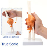 LYOU Life Size Human Elbow Joint Model Anatomy Model 