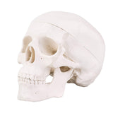 LYOU,Mini Skull Model,Medical Anatomical Model