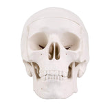 LYOU,Mini Skull Model,Medical Anatomical Model