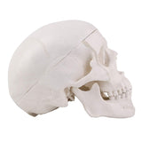 LYOU,Mini Skull Model,Medical Anatomical Model