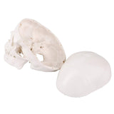 LYOU,Mini Skull Model,Medical Anatomical Model