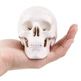 LYOU Mini Skull Model Small Size Medical Anatomical Head Bone Model for Education Teaching