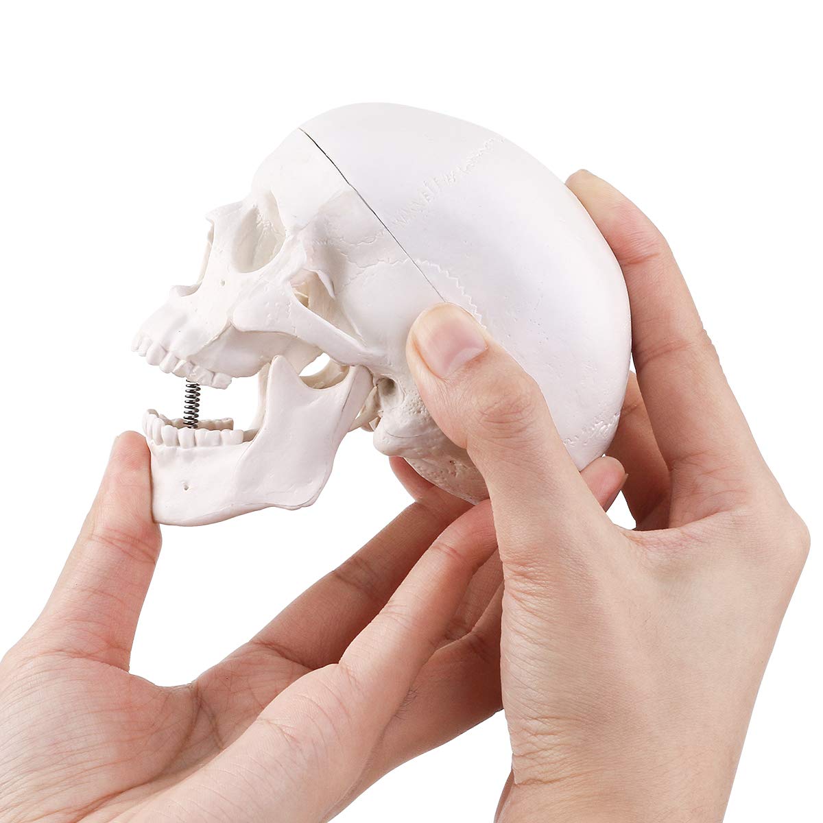 Miniature Human Skull
