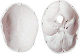 LYOU,Human Skull Model,Anatomical Adult Model,Skull Model