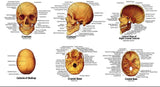 Medical Anatomical Adult Skull Model chart