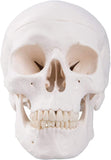 LYOU,Human Skull Model,Anatomical Adult Model,Skull Model