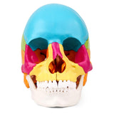 Coloured Skull Model 22-Part Painted Skull Model Anatomical Skull Model