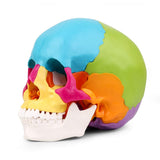 LYOU,Skull Model,22Part Painted,Anatomical Skull Model