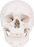 LYOU,Skull Model,Laser-Etched Fonts