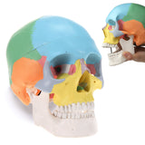 LYOU Human Anatomical Skull Model Painted Scientific Medical Teach Tool Skull Model