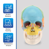 LYOU,Human Anatomical Skull Model,Skull Model,Anatomy Model,Painted  Model