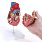 LYOU Human Heart Model 2-Part Life Size Anatomically Accurate Numbered Heart Medical Model