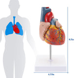 LYOU Human Heart Model 2-Part Life Size Anatomically Accurate Numbered Heart Medical Model