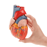 LYOU  2-Part Life Size Heart Model 