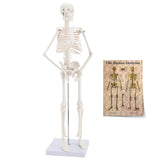 LYOU Human Skeleton Model for Anatomy 17.7" Mini Human Skeleton Model with Movable Arms and Legs