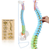 LYOU Life Size Colored Spine Model 34" Flexible Anatomical Spine Model with Vertebrae Cervical and Pelvis