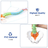 LYOU Life Size Colored Spine Model 34" Flexible Anatomical Spine Model with Vertebrae Cervical and Pelvis