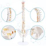 LYOU Human Flexible Spine Model 34" Life Size Spinal Cord Model Anatomical Spine Model for Dispay Teaching Studing