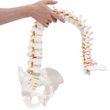 LYOU Human Flexible Spine Model 34" Life Size Spinal Cord Model Anatomical Spine Model for Dispay Teaching Studing