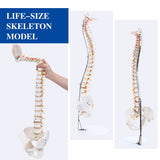 LYOU Human Flexible Spine Model 34" Life Size Spinal Cord Model Anatomical Spine Model for Dispay Teaching Studing