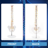 LYOU Human Flexible Spine Model 34" Life Size Spinal Cord Model Anatomical Spine Model for Dispay Teaching Studing