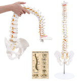 LYOU Human Flexible Spine Model 34" Life Size Spinal Cord Model Anatomical Spine Model for Dispay Teaching Studing