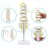 Life Size Lumbar Spine Model