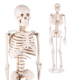 LYOU 33" Mini Half Life Size Human Skeleton Model Teaching Anatomy Skeleton Model with Removable Arms and Legs