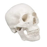 skull model