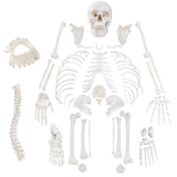 LYOU Human Complete Disarticulated Skeleton Model 67" Tall Model Life Size Human Skeleton Anatomy Model