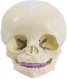 Human Infant Skull Model Life Size Baby Skull Model Medical Anatomy Skull Model